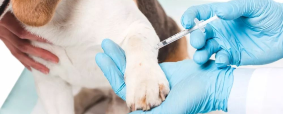 Suņu, kaķu un citu mājdzīvnieku vakcinācija