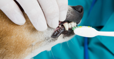zobārstniecība sunim un kaķim