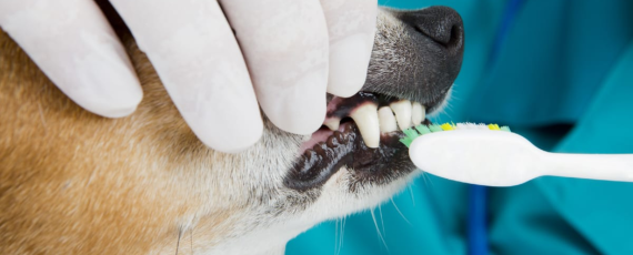 Suņu, kaķu un citu mājdzīvnieku zobārstniecība (stomatoloģija)